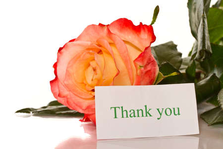 Thanks to the blooming roses on a white backgroundの写真素材