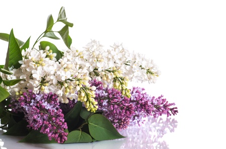 blooming spring lilac on a white backgroundの写真素材