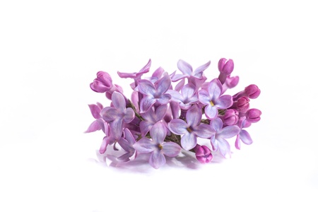 blooming spring lilac on a white backgroundの写真素材