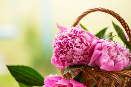 bouquet of pink peonies in a basket on the tableの写真素材