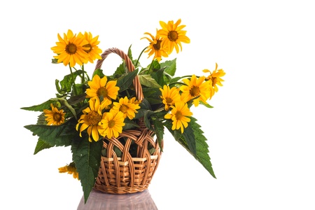 geliopsis beautiful yellow flowers isolated on white backgroundの写真素材