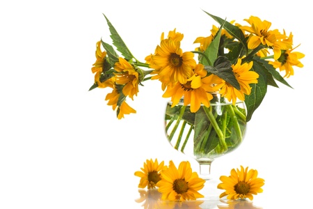 geliopsis beautiful yellow flowers isolated on white backgroundの写真素材
