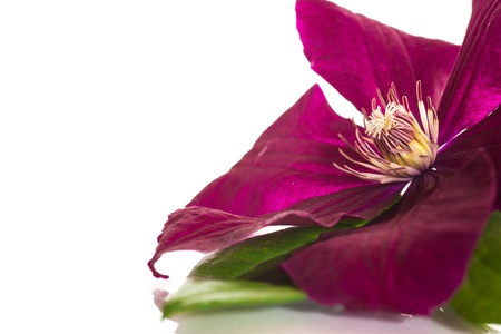 beautiful clematis flower isolated on white backgroundの写真素材