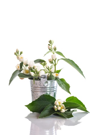 jasmine white flower isolated on white backgroundの写真素材