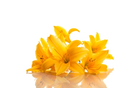 beautiful yellow lilies on a white backgroundの写真素材