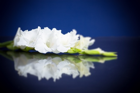 beautiful white gladiolus on a blue backgroundの写真素材