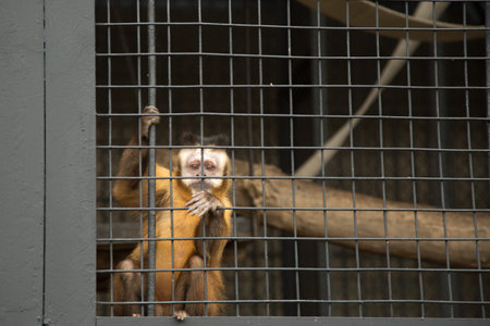 monkey sitting in a cage at the zoo