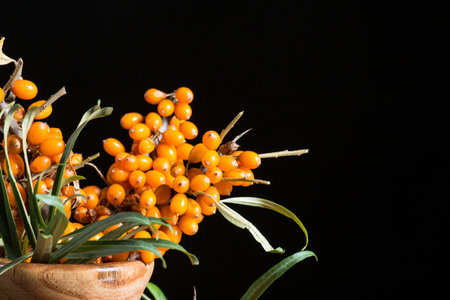 branch of ripe sea-buckthorn berries on a black background