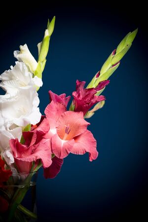 flowering gladioli on a dark blue backgroundの写真素材