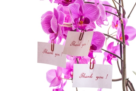 Phalaenopsis beautiful flowers on a white backgroundの写真素材