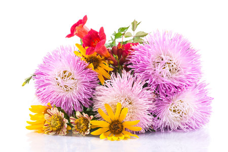 bouquet of asters on a white backgroundの写真素材