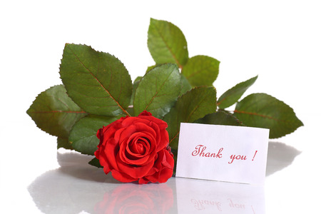 beautiful red rose with gratitude on a white backgroundの写真素材