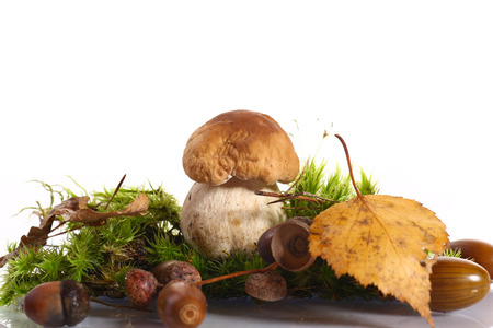 some mushrooms in the moss on a white backgroundの写真素材