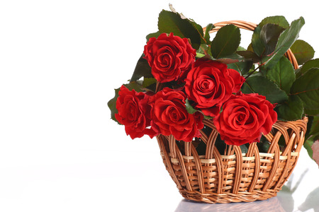 beautiful red roses in a basket on a white backgroundの写真素材