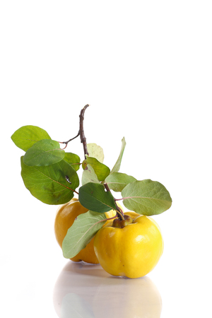Ripe quince with leaves on a white backgroundの写真素材