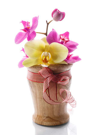 phalaenopsis purple flowers on a white backgroundの写真素材