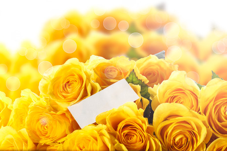 Beautiful yellow rose on a white backgroundの写真素材