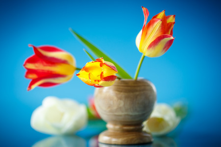  bouquet of spring tulips on a blue backgroundの写真素材