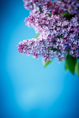 beautiful spring lilac on a blue backgroundの写真素材