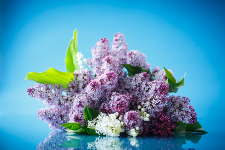 beautiful spring lilac on a blue backgroundの写真素材