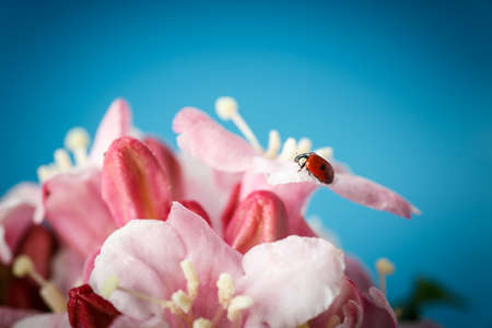 Weigel beautiful pink flowers on a blue backgroundの写真素材