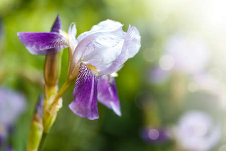 iris blooming in the sun on a summer dayの写真素材