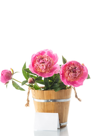 beautiful pink peonies on a white の写真素材