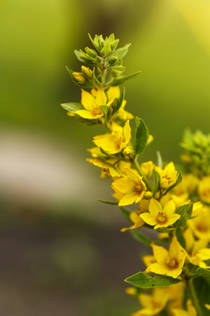 long blooming beautiful bush yellow Lysimachus outdoorsの写真素材