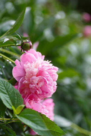 beautiful blooming pink peony in summer gardenの写真素材