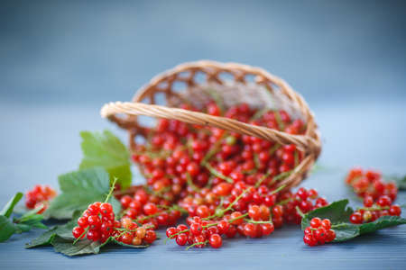 ripe red currants in a  basket on a wooden tableの写真素材