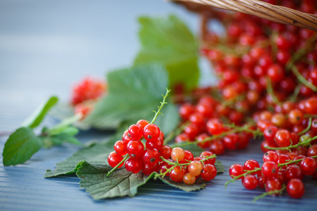 ripe red currants in a  basket on a wooden tableの写真素材