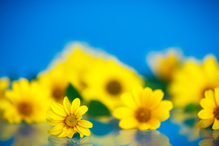 bouquet of yellow daisies on a blue backgroundの写真素材