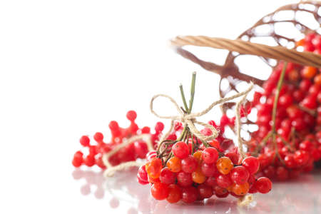 Ripe red viburnum on a white backgroundの写真素材