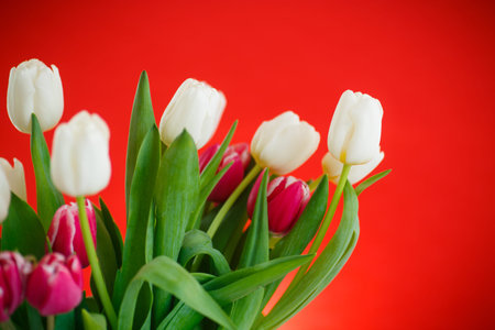bouquet of tulips on a red backgroundの写真素材