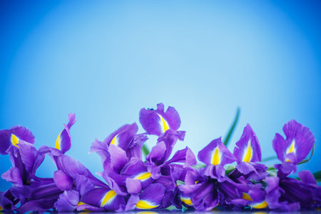 beautiful bouquet of flowers irises on a blue background