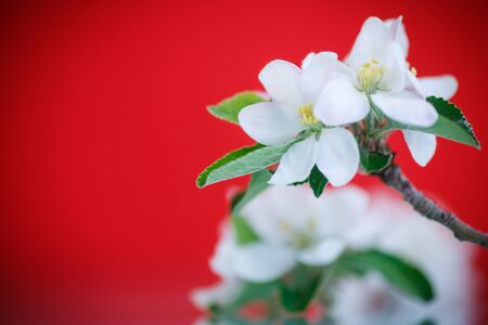spring flowers of apple on a red backgroundの写真素材