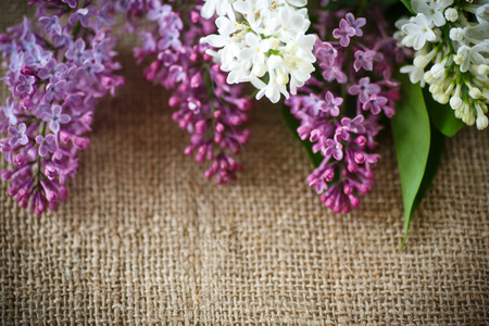 beautiful blooming lilac on the table of burlapの写真素材