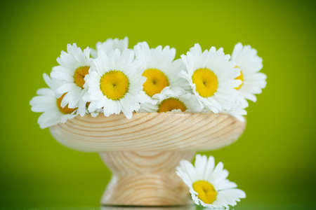 beautiful bouquet of white daisies on a green backgroundの写真素材