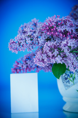 beautiful spring lilac on a blue backgroundの写真素材