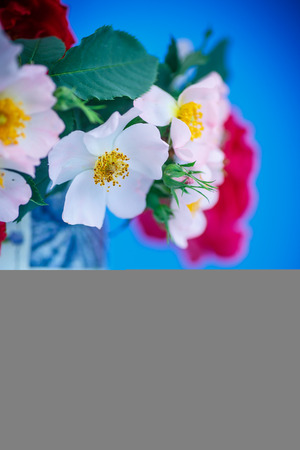 bouquet of beautiful wild roses on blue backgroundの写真素材