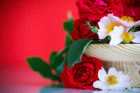bouquet of beautiful wild roses on  red backgroundの写真素材