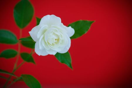 white beautiful rose on a red backgroundの写真素材