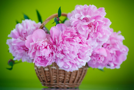 beautiful pink peonies on a green backgroundの写真素材
