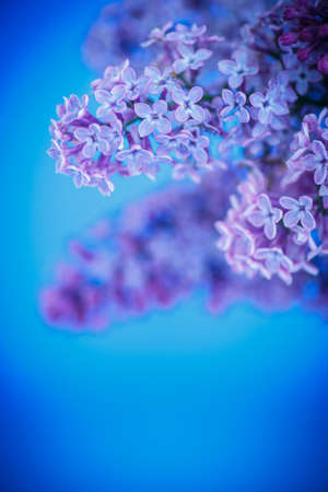 beautiful spring lilac on a blue backgroundの写真素材