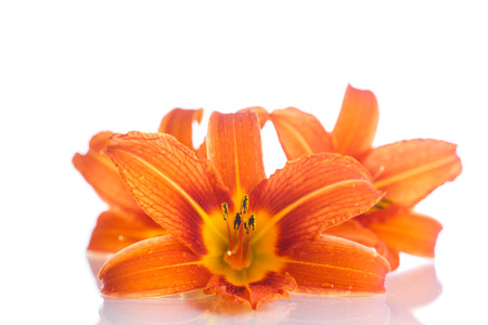 Beautiful orange lily on a white backgroundの写真素材