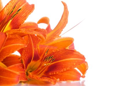 Beautiful orange lily on a white backgroundの写真素材