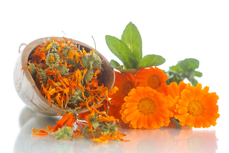 dried calendula flowers on a white backgroundの写真素材