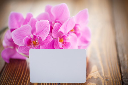 Beautiful purple phalaenopsis flowers on a wooden tableの写真素材