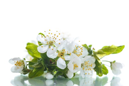 spring flowers of fruit trees on a white backgroundの写真素材