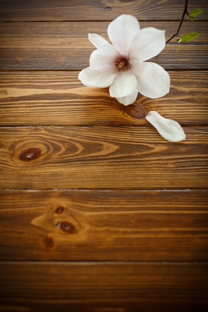 beautiful magnolia flower on a wooden tableの写真素材